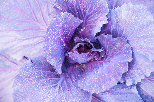 istock purple cabbage kale growing in the field with water dews 1086589384