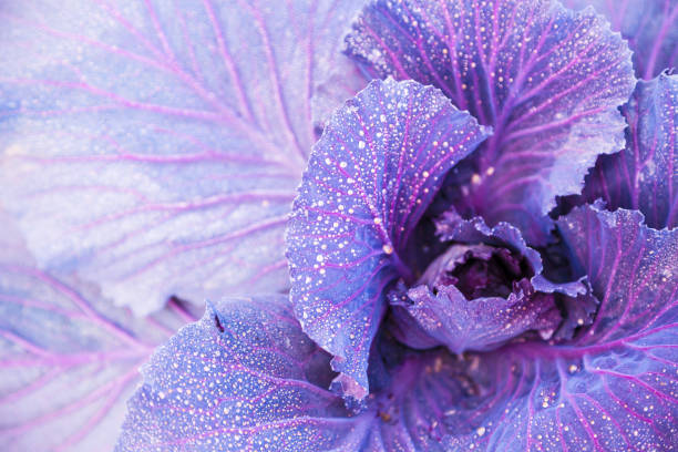 purple cabbage kale growing in the field with water dews stock photo