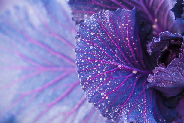 istock purple cabbage kale growing in the field with water dews 1086589430