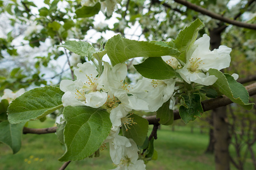 Blossom and fresh leaves of apple tree in spring