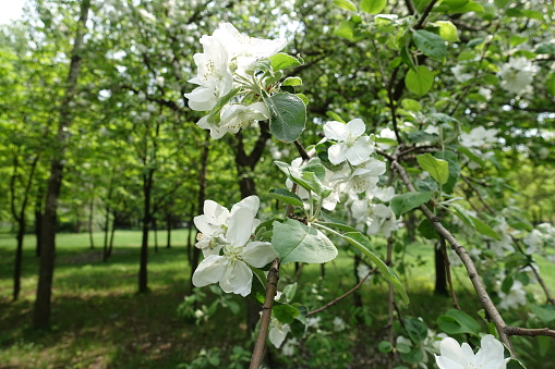 Pure white flowers on branches of apple tree in spring