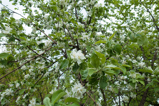 Plenty of white flowers in the leafage of apple tree in spring