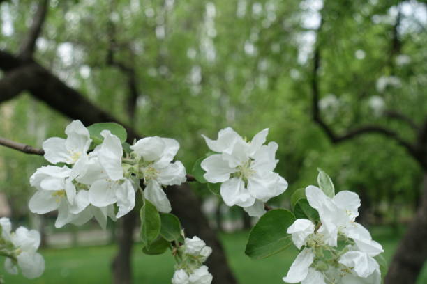 istock Some white flowers of apple tree in spring 1086591790