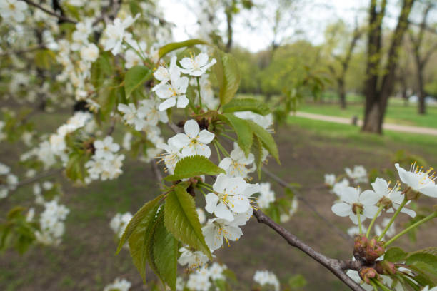 istock Many white flowers on branches of cherry tree 1086591828