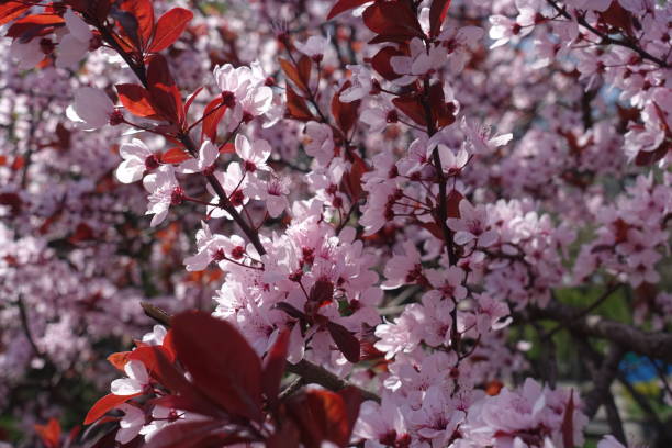 루비 빨간 나뭇잎과 봄에는 벚나무 pissardii 핑크 꽃 - petiole 뉴스 사진 이미지