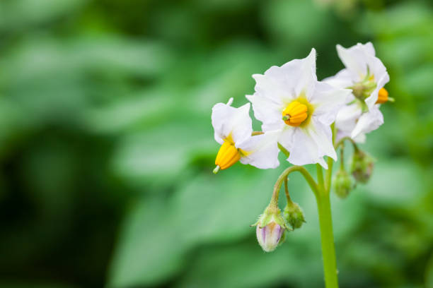 istock potato flowers blooming in spring 1086592308