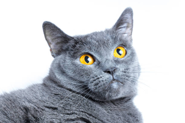 istock British shorthair gray-blue cat close-up on a white background 1086592358