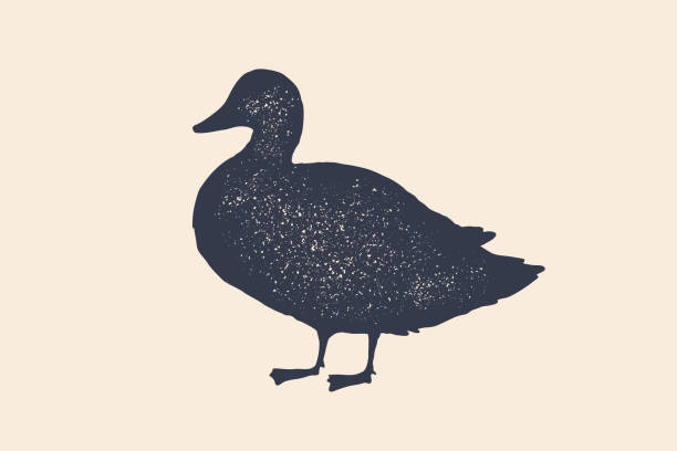Duck, silhouette. Vintage logo, retro print, poster Duck, silhouette. Vintage logo, retro print, poster for Butchery meat shop, duck silhouette. Logo template for meat business, meat shop. Isolated black white silhouette duck. Vector Illustration mallard duck stock illustrations