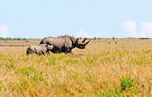 Rhinoceros in the African savannah. Large herbivorous mammal African savannah