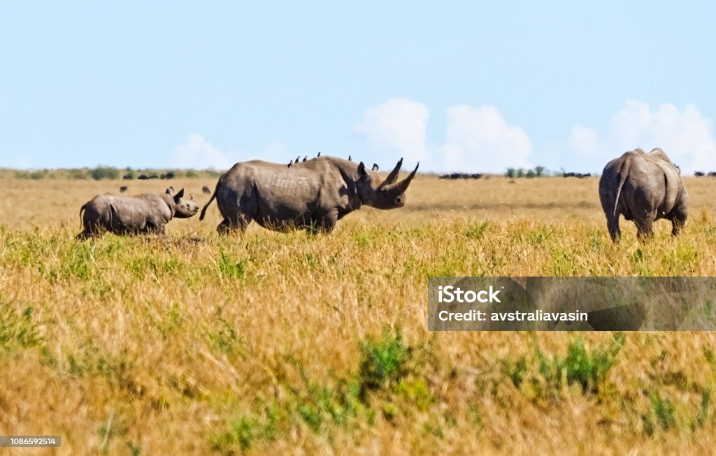 Rhinoceros in the African savannah. Large herbivorous mammal African savannah. Rhinoceros in the African savannah. Large herbivorous mammal African savannah Charging Stock Photo