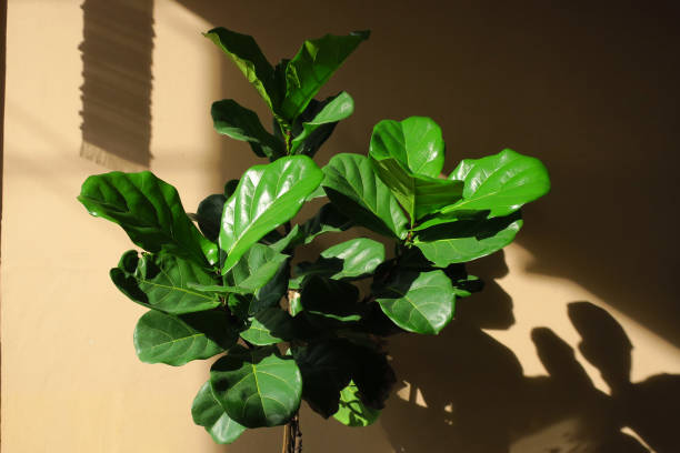 fiddle leaf fig tree with lighting and shadow fiddle leaf fig tree with lighting and shadow, asia, thailand fig tree photos stock pictures, royalty-free photos & images