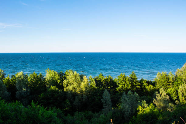 istock green thick forest by the sea 1086594310