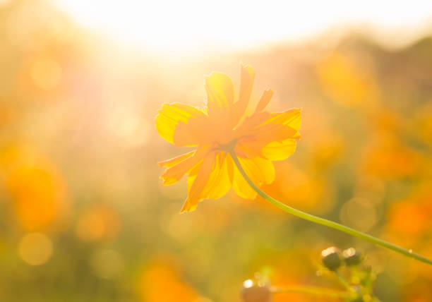 istock Cosmos  flowers  in the field 1086596260