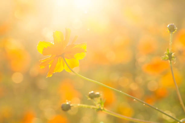 istock Cosmos  flowers  in the field 1086596272