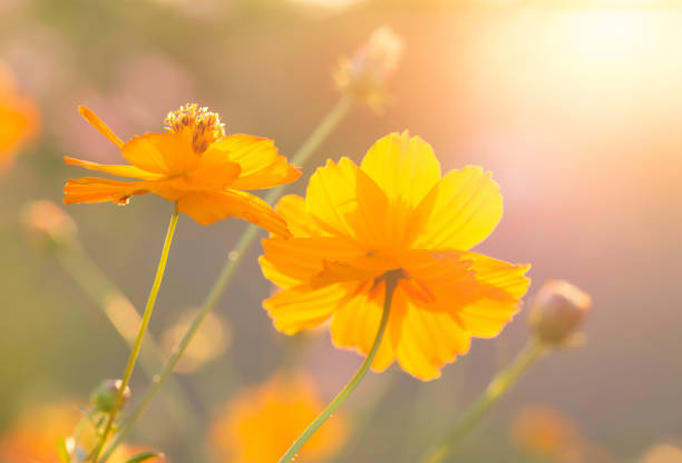 istock Cosmos  flowers  in the field 1086596308