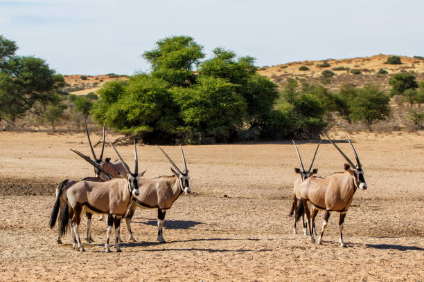 istock Oryx - Kgalagadi - South Africa 1086598768