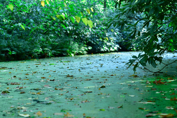 Green forest background in the Hague