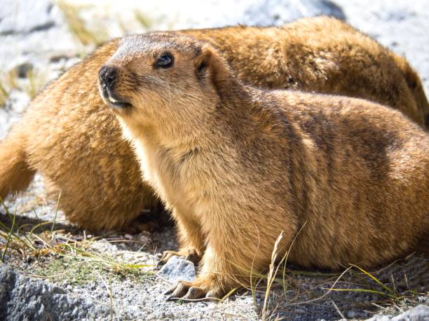istock Close-Up : Cute Marmots On The Rock 1086602844