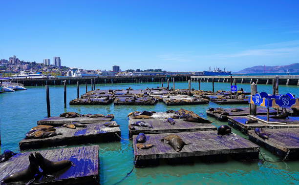 istock Howling Fur Seals at Pier 39 1086604708