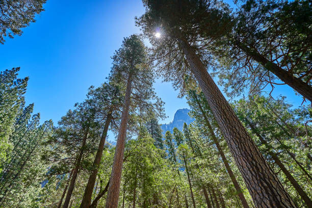 The most beautiful Yosemite National Park in the world, dense trees, fresh air, blue sky