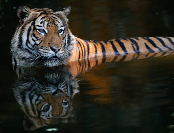 istock Tiger relaxing at the streams in Kuala Lumpur 1086605218