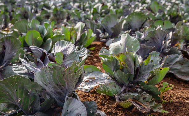 istock Young red cabbage plants with damaged leaves in the sunlight from close 1086605264