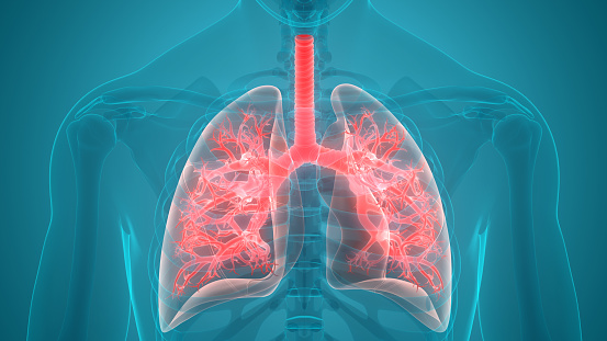 Sistema respiratorio humano pulmones anatomía photo