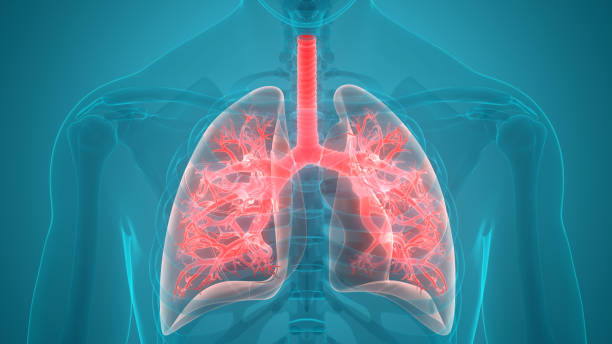 anatomia dei polmoni del sistema respiratorio umano - respiratory system foto e immagini stock