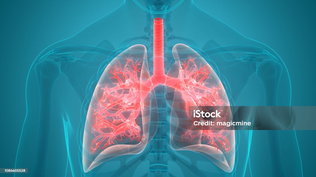Human Respiratory System Lungs Anatomy 3D Illustration of Human Respiratory System Lungs Anatomy Lung Stock Photo