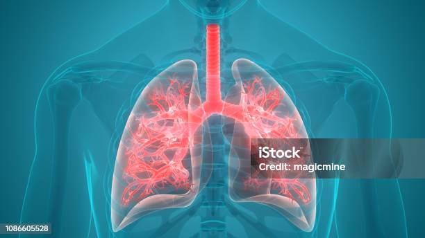 Human Respiratory System Lungs Anatomy Stock Photo - Download Image Now - Lung, Respiratory System, Breathing Exercise