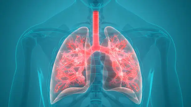 Photo of Human Respiratory System Lungs Anatomy