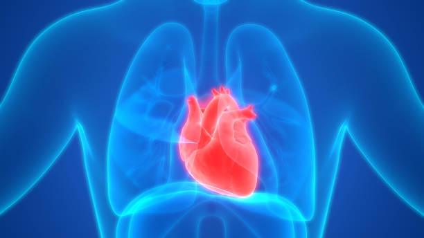 anatomia ludzkiego serca - human heart x ray image anatomy human internal organ zdjęcia i obrazy z banku zdjęć