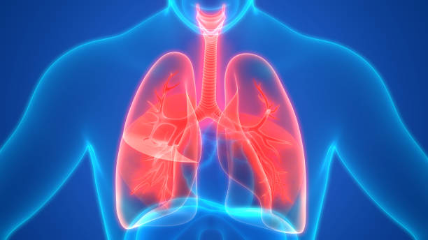 istock Human Respiratory System Lungs Anatomy 1086605616