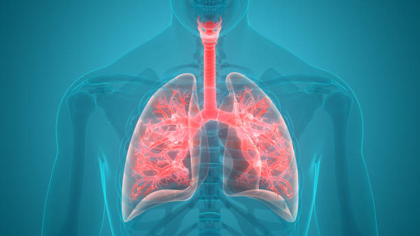 istock Human Respiratory System Lungs Anatomy 1086606724