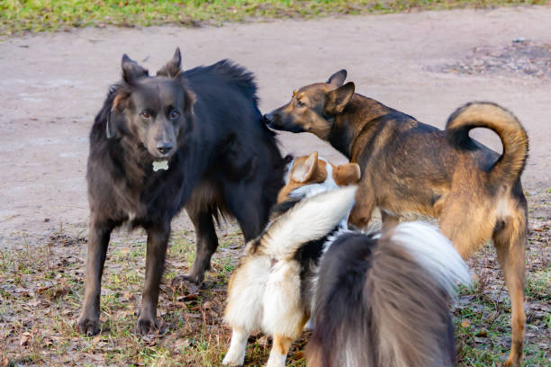 istock Young energetic half-breed dog. Harmonious relationship with the dog: education and training. Dogs play with each other. 1086607026