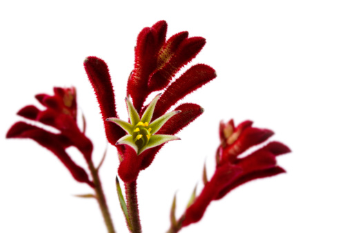 Red kangaroo paw, Australian native flower, isolated on white.  This variety is anigozanthos rufus.  More flowers: