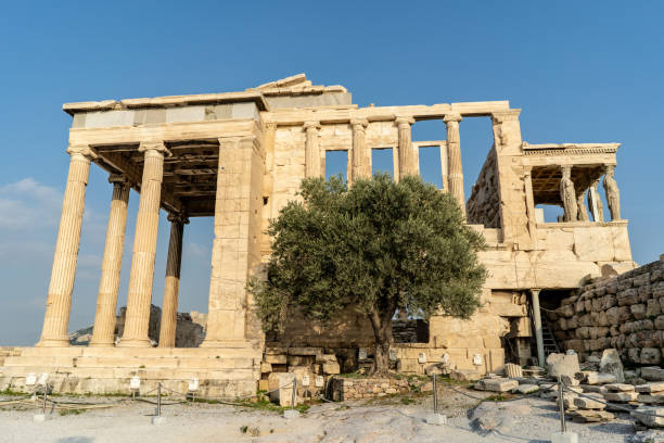 olive tree a athena de paz num templo erecteion, na acrópole em atenas, grécia - antiquities acropolis athens greece greece - fotografias e filmes do acervo