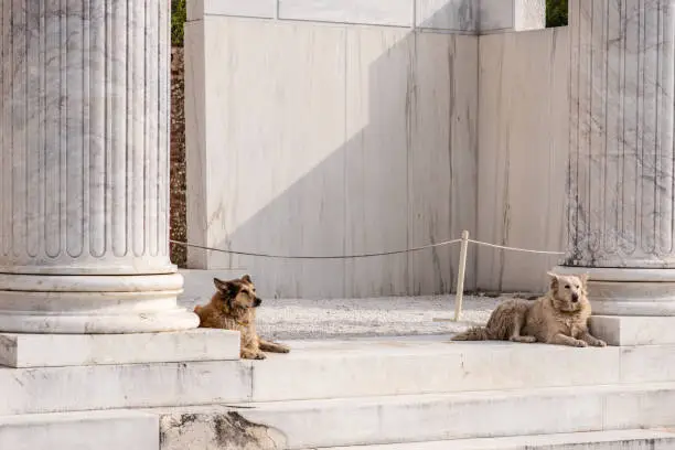 Photo of Stray dogs guarding Hadrian's Library ruins in Athens, Greece