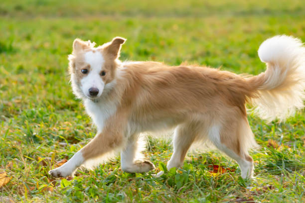 istock Border collie. Harmonious relationship with the dog: education and training. 1086609688