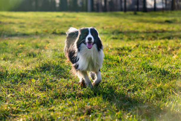istock Border collie. Harmonious relationship with the dog: education and training. 1086609706