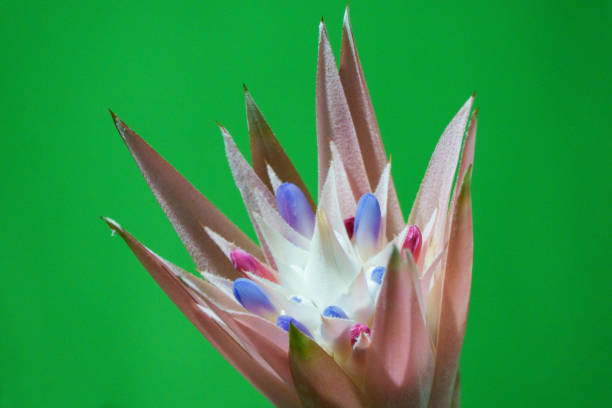 blooming pink aechmea blooming pink aechmea aechmea fasciata stock pictures, royalty-free photos & images