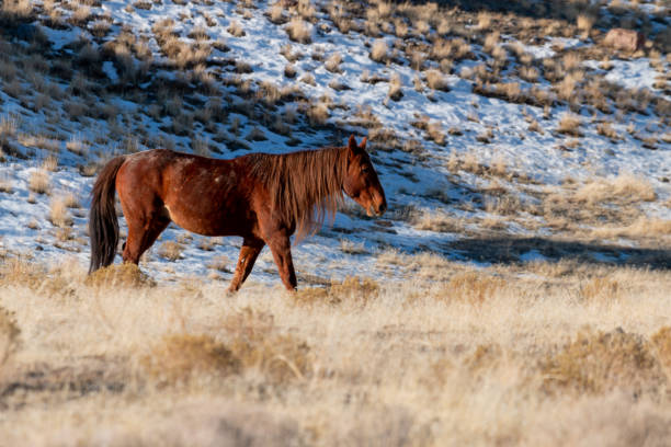 istock Wild Horse in Utah 1086614010