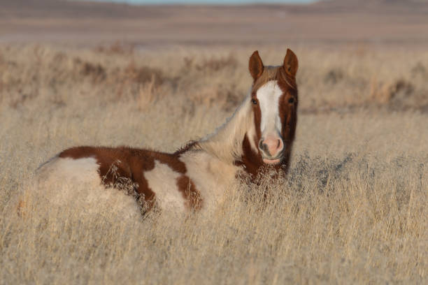 a cute wild horse foal in winter in the Utah desert