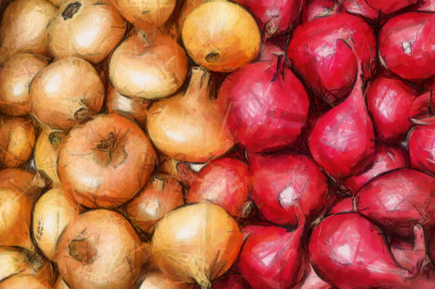 Watercolor drawing  yellow and red onions