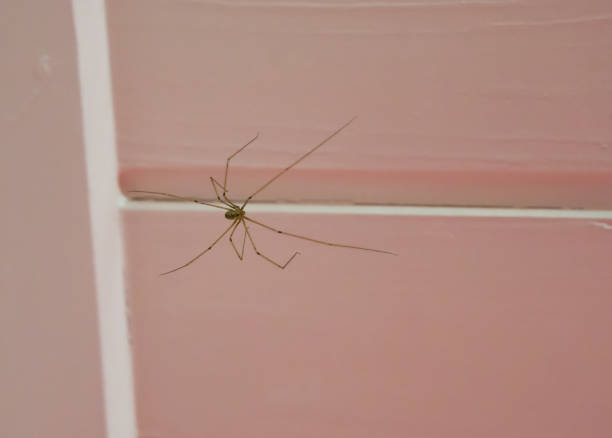 istock long bodied cellar spider sitting on the ceiling, a cannibalistic insect that will eat its own kind when food is scares 1086616338