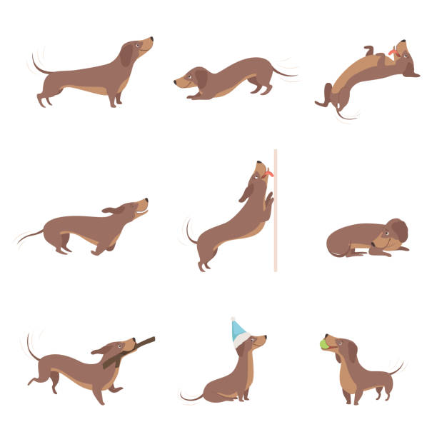 lustige verspielte reinrassige braune dackel hund aktivitäten setzen vektor illustrationen auf weißem hintergrund - christmas dachshund dog pets stock-grafiken, -clipart, -cartoons und -symbole