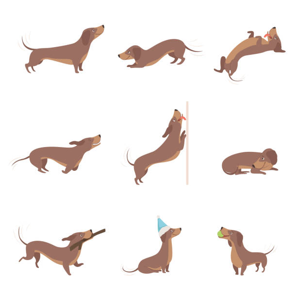 ilustrações de stock, clip art, desenhos animados e ícones de funny playful purebred brown dachshund dog activities set vector illustrations on a white background - dachshund