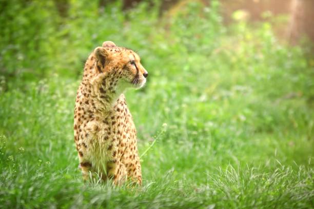 istock Cheetah Sitting in the grass and looking away. 1086624610