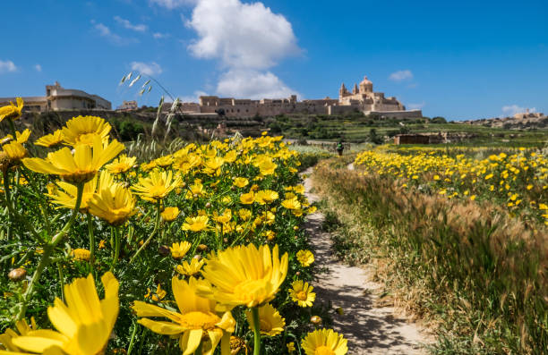 前景臨場ワイド オープン絞り値やり場のないイムディーナの旧市街とその要塞 -、マルタの黄色い春の花は、古代から中世の時代背景にまで首都を島します。 - イムディーナ ストックフォトと画像