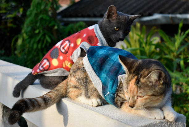 istock Multicolored cat and cute little black cat 1086626612